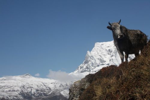 WHITE GLORY: The Kongde mountains shine in the background in this picture taken from Syangboche on Saturday morning.