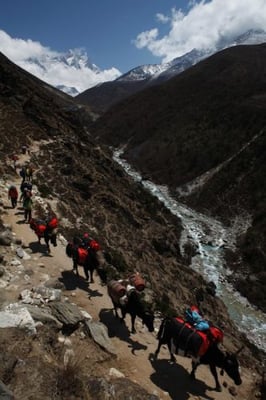 FOLLOW THE LEADER: Cattle transport goods to Pheriche, a village in the Khumbu region, with the Lhotse Mountain in the background and Tsola River flowing below.