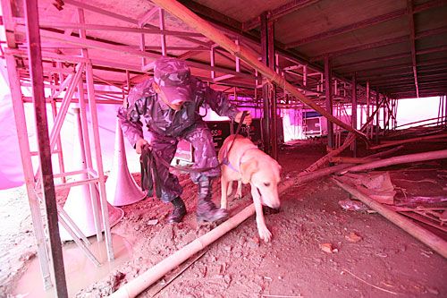 SNOOP DOG: A policeman and sniffer dog search beneath a grandstand before Nepali Congress's 'victory rally' at Khula Manch on Sunday.