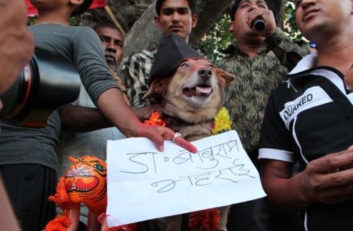 DOG'S DAY OUT: Nepal Student Union affiliated to Nepali Congress parade a dog, tagged as PM Bhattarai, in protest of the government's decision to conduct fresh elections in Baneshwor on Sunday.