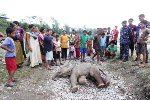 FATAL WOUNDS: A baby elephant was found dead with axe marks on its body in Bahundangi, a village in Jhapa on Tuesday morning. The village is troubled by transborder migration of wild elephants, and police suspect that baby elephant lost its way and was attacked by locals.