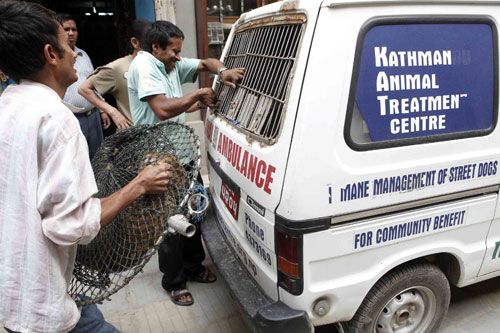 DOCTOR'S CALL: Kathmandu Animal Treatment Centre captures street dogs from Basantapur on Tuesday. The dogs are treated for rabies and other diseases and then released.