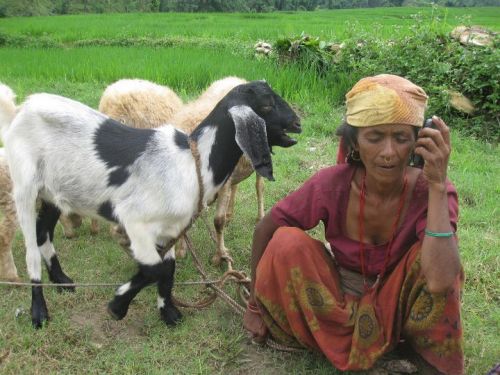 MULTITASKING: Forty-nine year old Sarkeni Oli of Chautara, Rukum, talks to her son in India using a mobile phone while her goats graze on Wednesday. At present, there are three telecom companies providing services in Rukum.