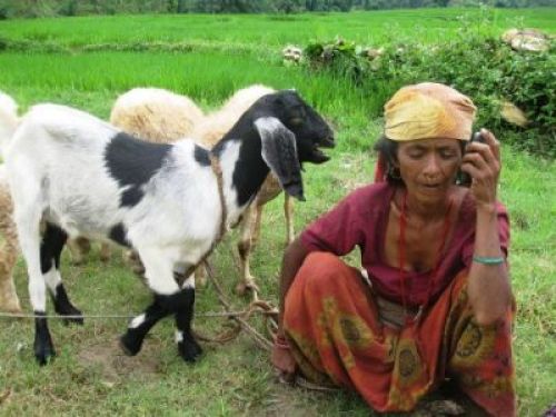 MULTITASKING: Forty-nine year old Sarkeni Oli of Chautara, Rukum, talks to her son in India using a mobile phone while her goats graze on Wednesday. At present, there are three telecom companies providing services in Rukum.