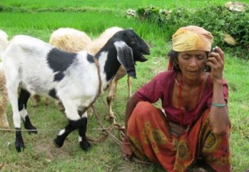 MULTITASKING: Forty-nine year old Sarkeni Oli of Chautara, Rukum, talks to her son in India using a mobile phone while her goats graze beside her.