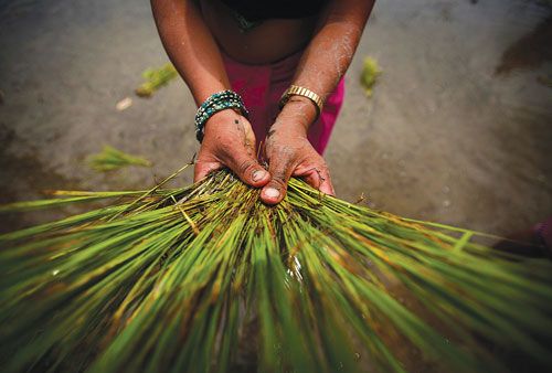 SEASON'S SOW: A farmer in Pokhara holds rice samplings ready to be planted in her field as plantation season began on Friday.