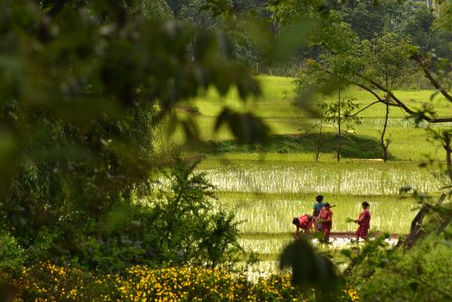 SOWING SEEDS: Women busy planting rice near Godawari, Lalitpur on Monday afternoon.