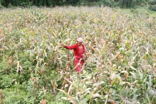 FIELDS OF GOLD: A farmer picks corn from her field in Chimar, Phutung, on Wednesday. PIC