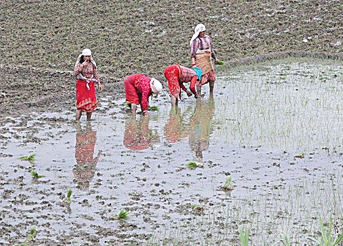 MUDDY WATERS: Farmers in Lalitpur take advantage of the arrival of the monsoon to start planting rice on Monday.