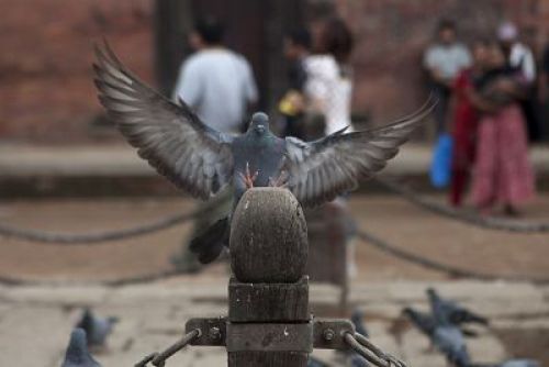 FREE SPIRIT: A pigeon spreads its wings at Patan Durbar Square on Sunday evening.