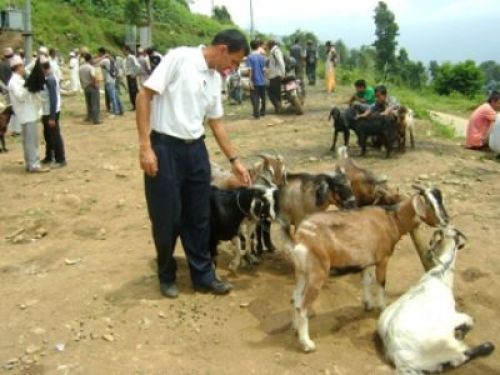 The healthiest one: A man inspects goats at a bazaar in Ilam. PIC