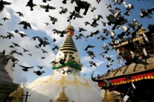 THE MORNING FLIGHT: A flock of pigeons seen in the vicinity of Swayambhunath stupa on Thursday morning. PIC