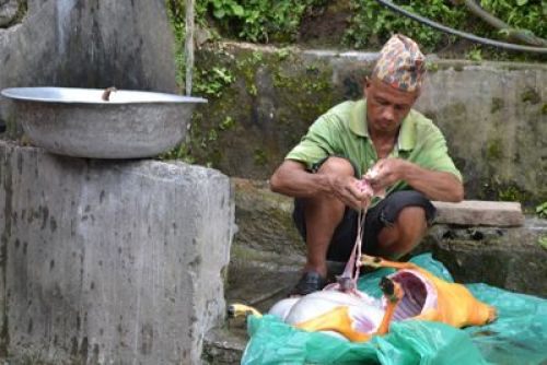 NO GUTS, NO GLORY: A man from Chaku, Sindhupalchok, gutting a goat at a village tap. PIC