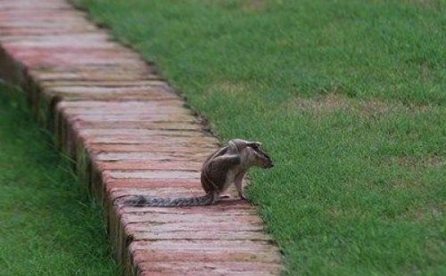 MORNING SCRATCH: This squirrel had its early morning walk in the Gardens of Dreams, an oasis in busy Kathmandu.