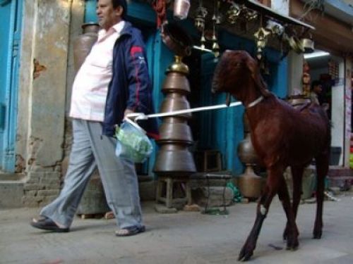 CELEBRATION: Muslims are getting ready to celebrate Bakri Id festival, one of the most important in Islam. A man does shopping in Kathmandu before the big feast on Sunday.