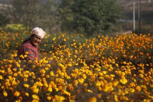PREPARING FOR TIHAR: A woman picks flowers from an open field in Kathmandu, Saturday morning.