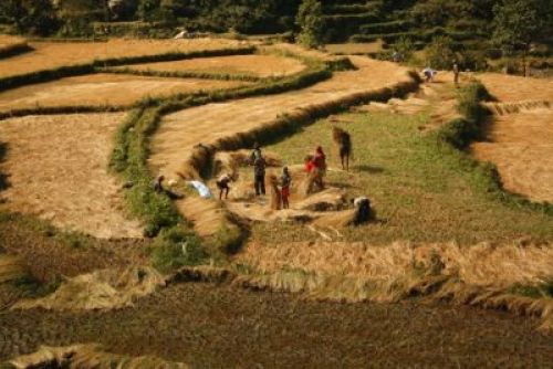 ALL TOGETHER:Farmers in Parbat district's Phalebas VDC were busy harvesting rice paddy throughout this week.