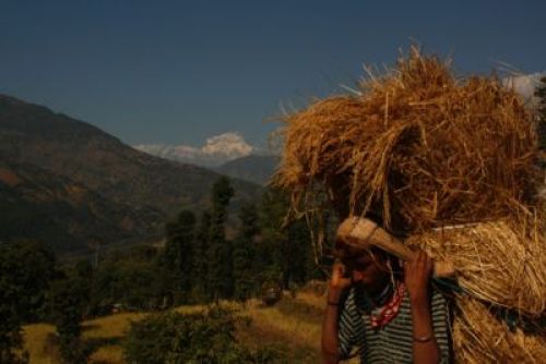 HARD DAY'S WORK: A man carries home a basket full of maize in Kusma, the district headquarter of Parbat, on Thursday with Mount Dhaulagiri in the background.