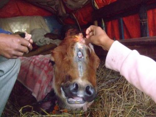 THE INNER EYE: A calf with two noses and three eyes receives a Tika from a passerby in Shita Paila chok on Sunday morning. People worshipping the animal believe it's the reincarnation of Laxmi goddess.