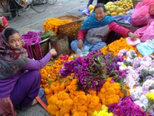 LADY FLOWERS: Women have increased their income selling Mary gold and velvet flowers during Tihar, in Kathmandu Darbar square.