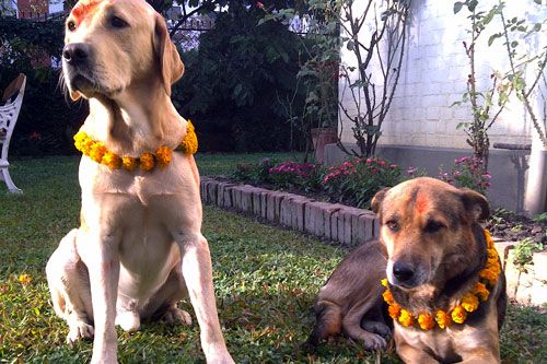 GOD DAY: Nepalis celebrated Kukur Tihar on Tuesday morning by performing pooja and putting garlands on their pets.