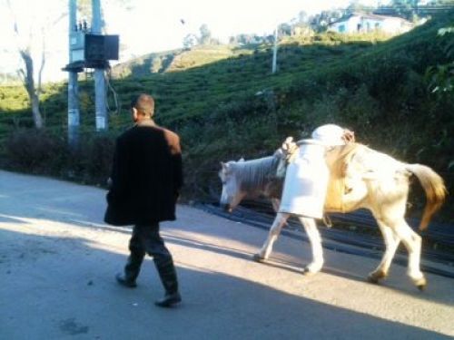 HOME DELIVERY: A man and his donkey carrying milk jars pass through tea gardens in llam bajar on Monday, early morning.