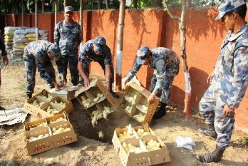 DOWN THE HOLE: Four hundred chicks coming illegally from India are disposed by armed police in Bahundangi, Jhapa.
