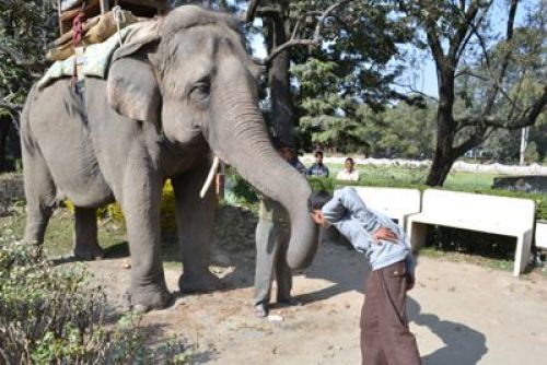 BLESSINGS: A boy pays respect to an elephant, also considered an avatar of the god Ganesh, at the Central Zoo on Tuesday.