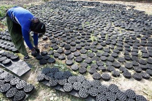 IN A ROW: A woman checks the quality of dried briquettes made out of woody and leafy biomass at Balkumari in Lalitpur, on Wednesday.