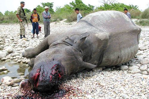 OUTRAGE: A male rhino with its horn hacked off found in Bardiya National Park in April