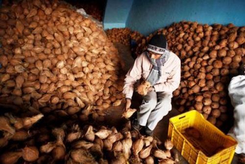 ONLY THE BEST: A man chooses the best coconuts and put them inside a basket to sell them later at the fruits market in Balkhu, on Sunday.