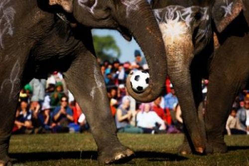 THE BALL'S MINE: Elephants play football with their trunks on the final day of the Elephant Race event in Chitwan on Thursday.