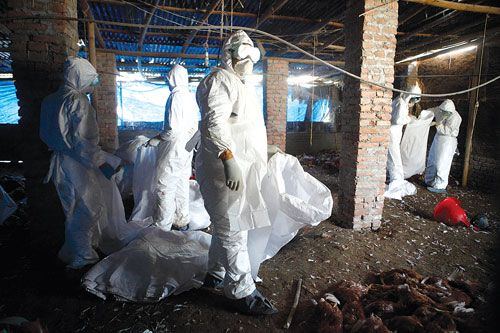 DISINFECTION: A rapid response team from the District Animal Health Office in action after detecting strains of avian fl u at a poultry farm at Sitapila on Wednesday.