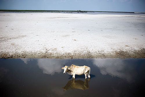 RIVER TO DESERT: Just 1.5 km upstream from the Kosi Barrage in Saptari, a bull wades through stagnant water. This is where the Kosi used to flow before it suddenly breached its embankment and changed course.