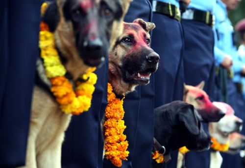 EVERY DOG HAS HIS DAY: Dogs around the town received a special treatment on Monday, the second day of Tihar when dogs are worshipped.