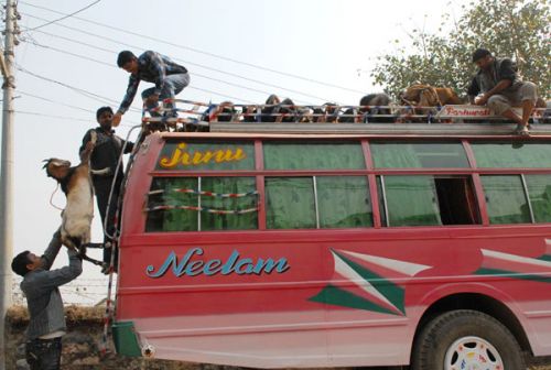 BACK TO NORMAL: Farmers loading 150 goats onto a bus bound for Kathmandu on Sunday.Trade resumes in Dang for the first time in more than two weeks ever since bandhs were imposed along highways in Western Tarai. Dang is one of the biggest suppliers of livestock to the city.