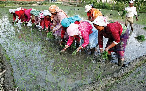 SEEDS OF HOPE: Despite the delayed onset of monsoon and prolonged drought, farmers have started planting rice seedling in Hatiban on Tuesday