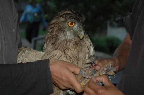 LOST AND FOUND: A team from Roots&Shoots-Nepal, a NGO advocating wildlife conservation, and police nabbed two consignments of rare birds in Thankot as they were being smuggled into Kathmandu. One of these consignments included a Eurasian Eagle Owl, shown here.