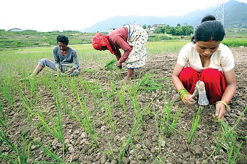 DRIED UP: Villagers in Kirtipur resort to using a hoe instead of their hands to plant rice in a field that has become parched because of inadequate monsoon rains.