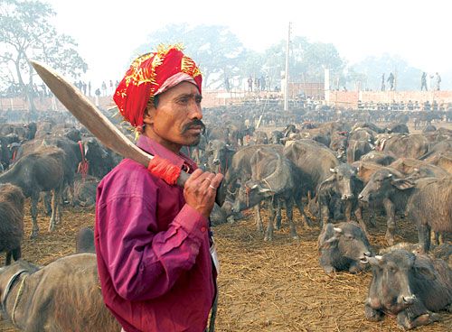 SPARE A THOUGHT FOR THE LIVING: A butcher waits for killing time at the Gadhimai Mela in Bariyapur, Bara.