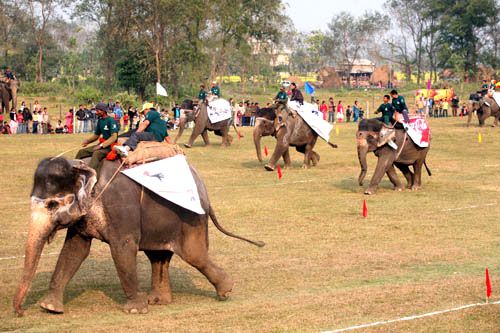 Sixth International Elephant Race kicks off in Sauraha, Chitwan on Saturday. Twenty one national and international teams are taking part in the tournament that will last three days.