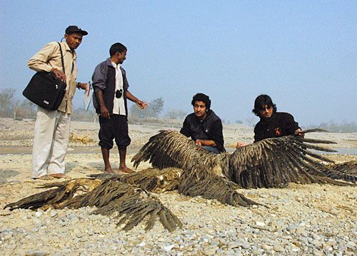BIRDS FALL PREY: Roots & Shoots activists examine a dead vulture in Rupandehi on 26 February. It was one of 14 that died after eating the carcass of a dog poisoned by local authorities.