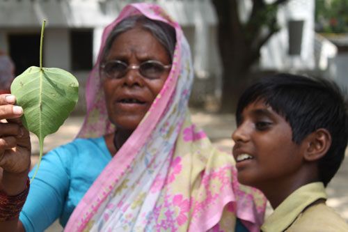 IN SEARCH OF GOD: A pilgrim looks for the image of the Buddha on a pipal leaf in Lumbini on Wednesday, a week before the birth anniversary of Gautam Buddha.