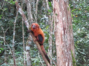 Saving Brazil’s blonde monkeys
