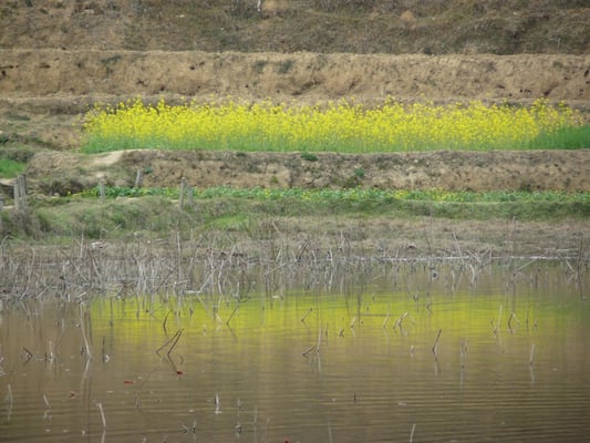Nagdaha Buzz