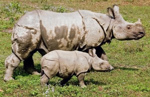 Miracle rhino birth