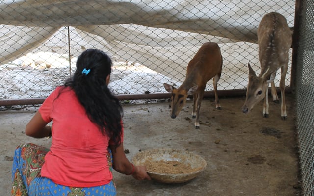 Caring for wildlife