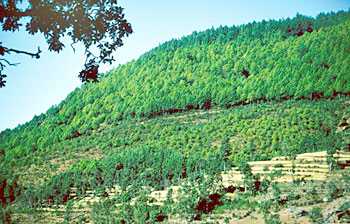Whose forest is it?