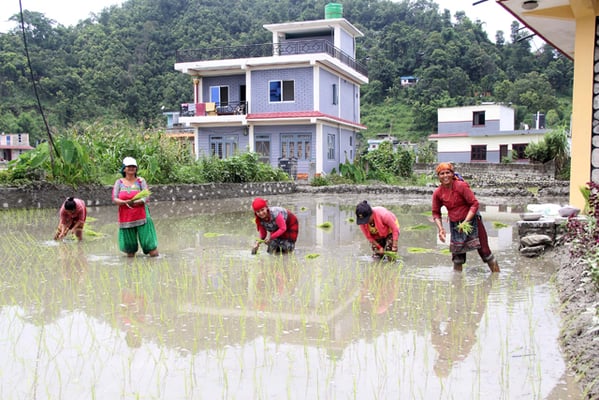 Remittance, rice and real estate