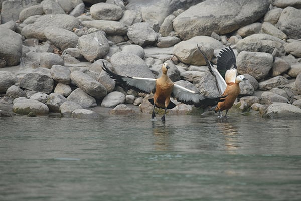 Nepal bird census